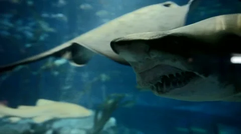 Sharks in the Water Video stock 68639596