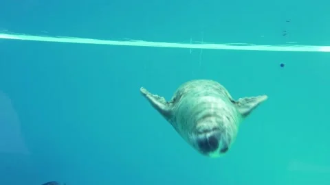 Sharks in the water Stock Footage 143088870