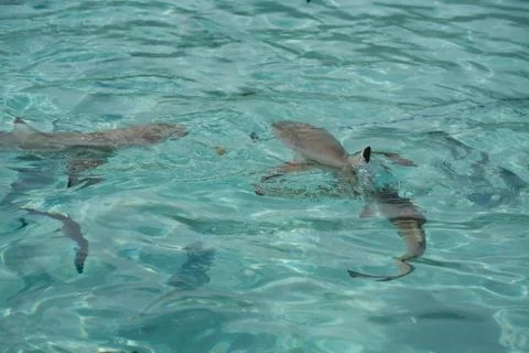 Sharks in the Water Stock Photos