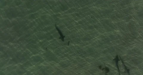 Sharks in Wave 5K Stock Footage 230486952