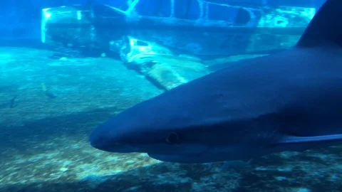 Sharks White Tip Underwater Stock Footage 92156077