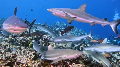 SHARKS YAP 1 Video stock 277189657