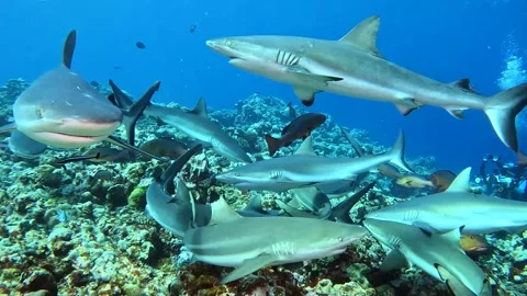 SHARKS YAP 1 Stock Footage 277919324