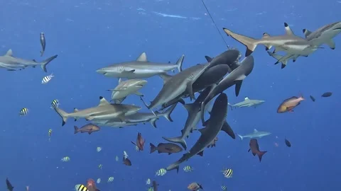 SHARKS YAP 2 Stock Footage 277189651