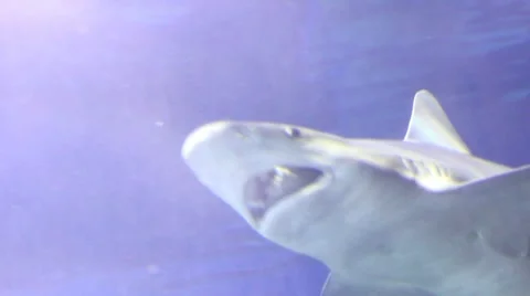 Sharks1 1 Stock Footage 7755922