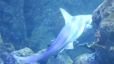 Sharks10 1 Stock Footage 7755988