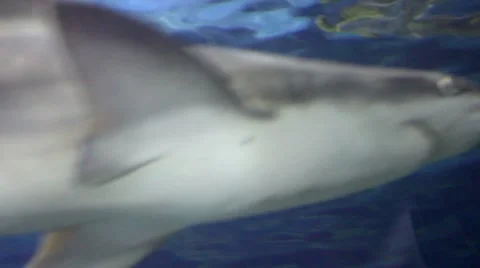 Sharks2 1 Stock Footage 7755924