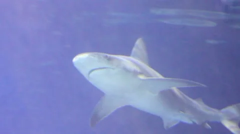 Sharks3 1 Video stock 7755928