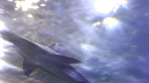 Sharks4 1 Stock Footage 7755932