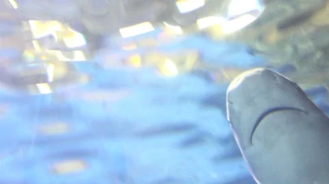 Sharks5 1 Stock Footage 7755938