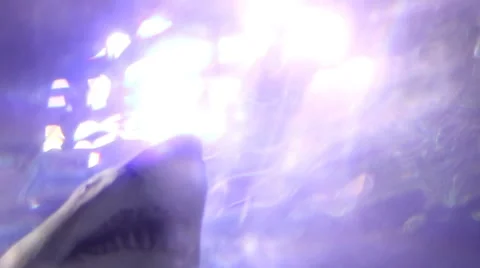 Sharks6 1 Stock Footage 7755941