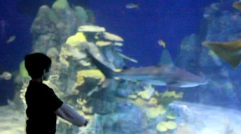 Sharks7 1 Stock Footage 7755959