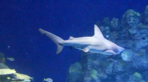 Sharks8 1 Stock Footage 7755975