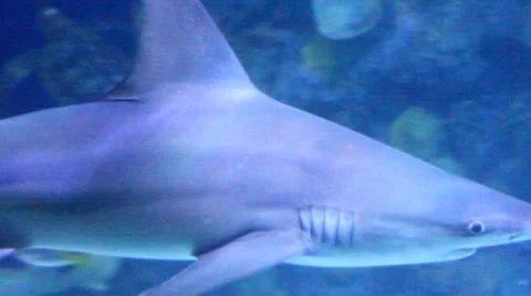 Sharks9 1 Stock Footage 7755982