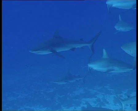 SharksOnReef1-JPEG 75 PAL 스톡 동영상 26772675