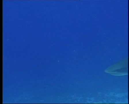 SharksOnReef2-JPEG 75 PAL 스톡 동영상 26774025