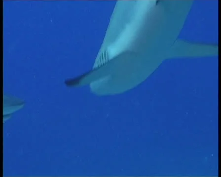 SharksOnReef3-JPEG 75 PAL 스톡 동영상 26775206