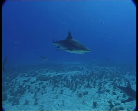 SharksOnReef4-JPEG 75 PAL 스톡 동영상 26776185