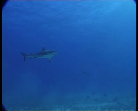 SharksOnReef5-JPEG 75 PAL 스톡 동영상 26777045