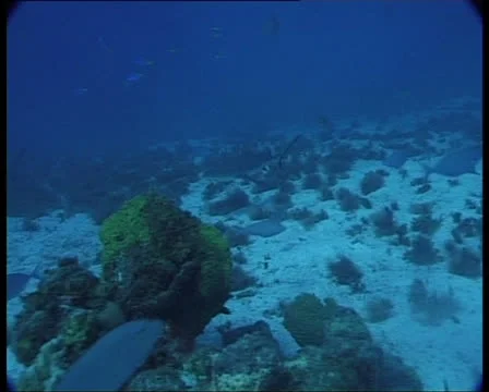 SharksOnReef6-JPEG 75 PAL 스톡 동영상 26777068