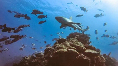 A Sharky Situation Stock Photos