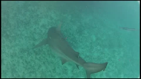 Sharky Waters Stock Footage 11289877