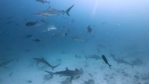 Sharky waters of Maldives Stock Footage 299773416