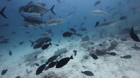 Sharky waters of Maldives Stock Footage 299774477