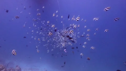 Sharky waters of Maldives Stock Footage 299775828