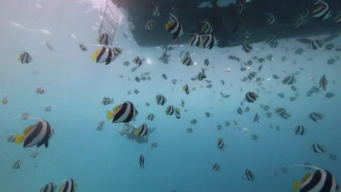 Sharky waters of Maldives Stock Footage 299775950