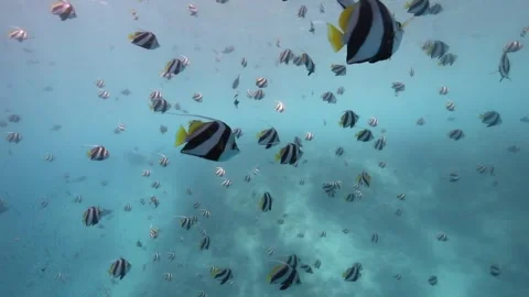 Sharky waters of Maldives Stock Footage 299775974