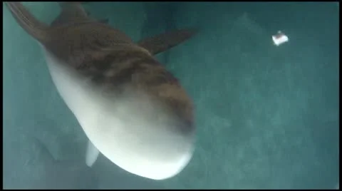 Sharky Waters at Night Stock Footage 11289851