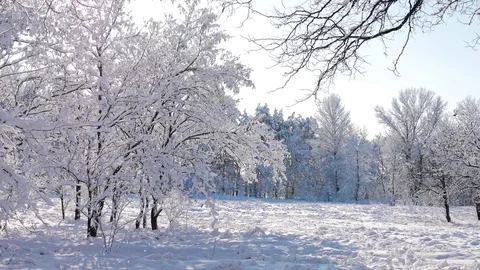 Сharming tree in winter landscape in snowfall Stock Footage 85120026