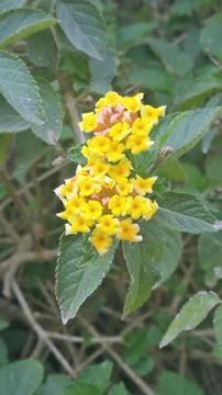 Sharon Park Foto stock