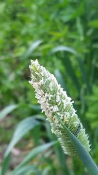 Sharon Park Stock Photos