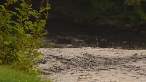 Sharp and Blurred River Flow Stock Footage 344323662