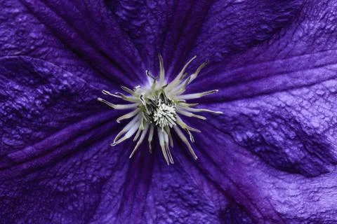 Sharp and clear view of blue blossom background surface Stock Photos