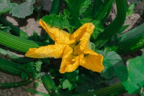 Sharp and Clear View of Yellow Pumpkin Blossom Growing in Countryside Foto stock