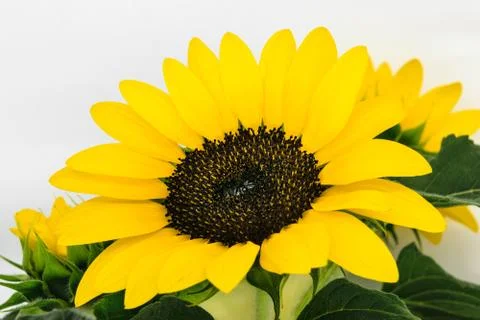 Sharp and clear view of yellow sunflower blossom in white background Stock Photos