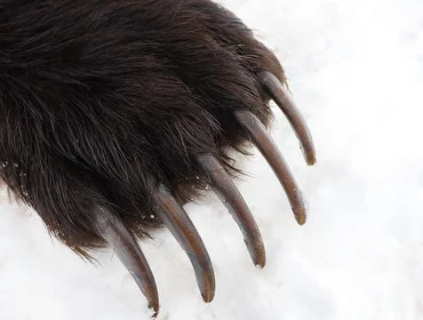 Sharp and long claws of   brown bear on the front paw. Stock Photos