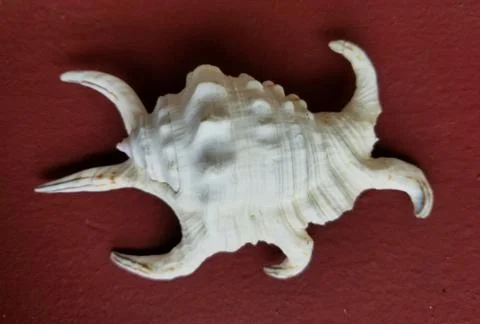 Sharp and spiky conch seashell on a red background Stock Photos