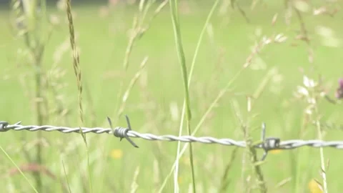 Sharp Barb Wire over Field of Blowing Grass 2 Stock Footage 325265392