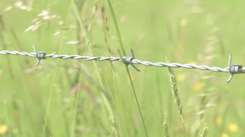 Sharp Barb Wire over Field of Blowing Grass Stock Footage 325265397