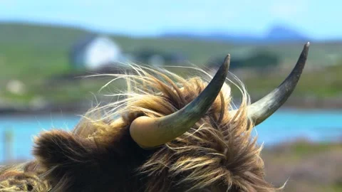 Sharp Big Horns of a  Brown Highland Cattle, Close Up, Slow Motion Stock Footage 157858480