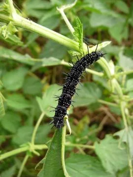 Sharp black caterpillar Stock Photos