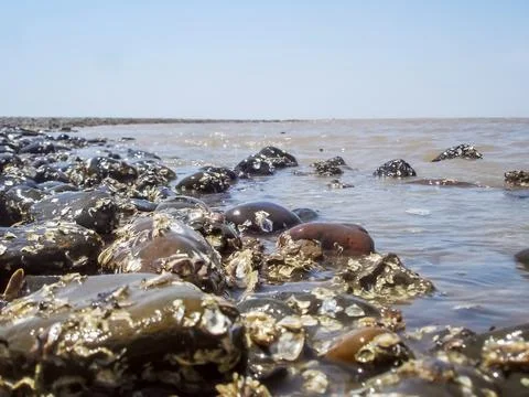 Sharp black sea stone in udwada beach Stock Photos