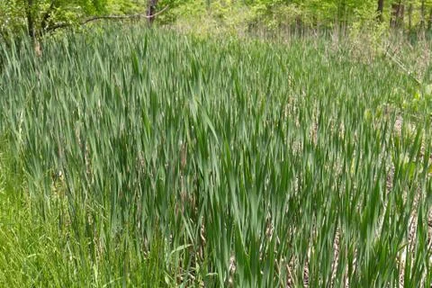 Sharp blades of grass Stock Photos