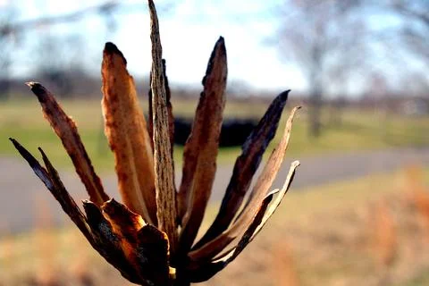 Sharp Buds Stock Photos