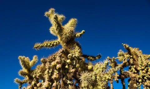 Sharp cactus against bright blue sky Stock Photos