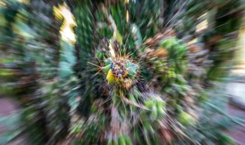 Sharp cactus spines action zoom shot with blurred motion Stock Photos